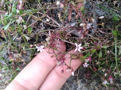 Lobelia eckloniana