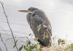 Ardea cinerea