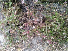 Lobelia eckloniana