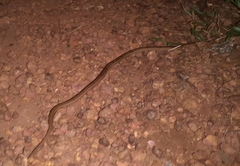 Oligodon taeniolatus