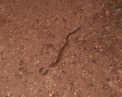 Oligodon taeniolatus