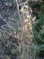 Maurandya antirrhiniflora