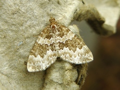 Electrophaes corylata