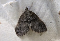 Hydriomena impluviata