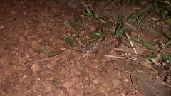 Oligodon taeniolatus