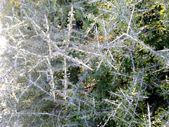 Condalia spathulata