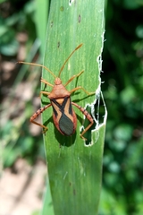 Crinocerus sanctus