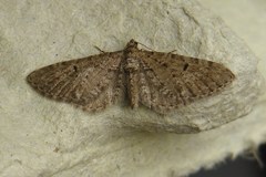 Eupithecia intricata