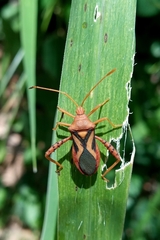 Crinocerus sanctus