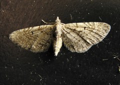 Eupithecia intricata