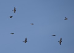 Calcarius lapponicus