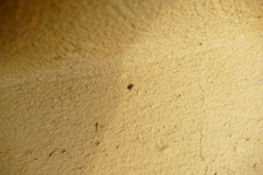 Naubolus