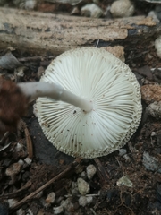 Leucocoprinus brebissonii