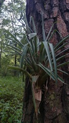 Tillandsia parryi