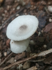 Leucocoprinus brebissonii