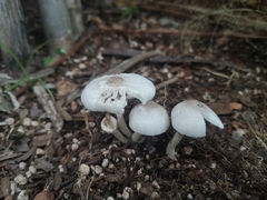 Leucocoprinus brebissonii