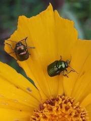 Cryptocephalus aureolus