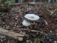 Leucocoprinus brebissonii