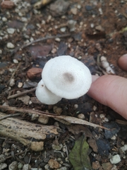 Leucocoprinus brebissonii