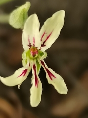 Pelargonium longifolium