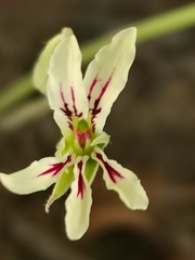 Pelargonium longifolium