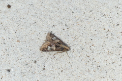 Melipotis famelica