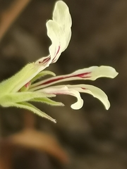 Pelargonium longifolium