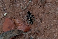 Traumatomutilla parallela