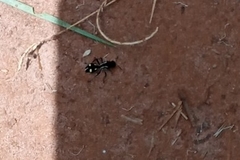 Traumatomutilla parallela