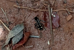 Traumatomutilla parallela