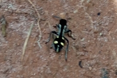 Traumatomutilla parallela