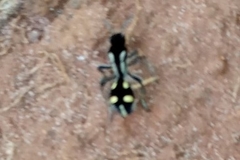 Traumatomutilla parallela