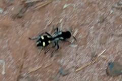 Traumatomutilla parallela