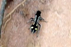 Traumatomutilla parallela