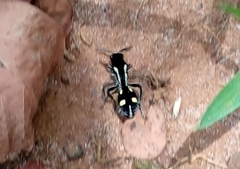 Traumatomutilla parallela