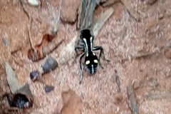 Traumatomutilla parallela