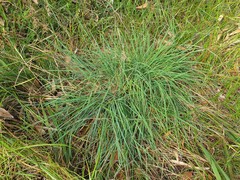 Poa clelandii