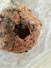 Metapolybia