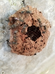 Metapolybia