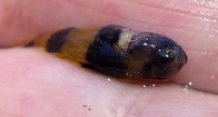 Brachygobius