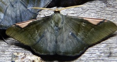 Sphacelodes vulneraria