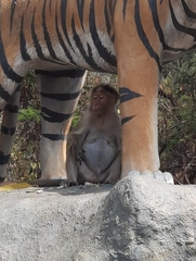 Macaca radiata