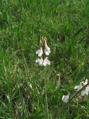 Lathyrus pannonicus