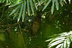 Strix leptogrammica caligata