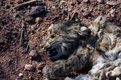 Lynx rufus