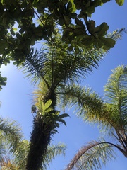 Cocoseae