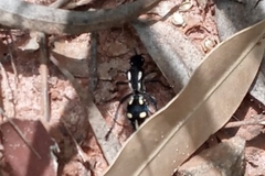 Traumatomutilla vidua