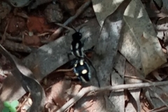 Traumatomutilla vidua