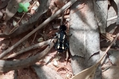 Traumatomutilla vidua