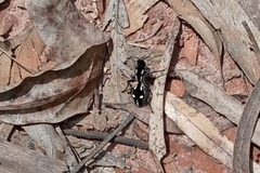 Traumatomutilla vidua